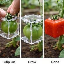 Shaping Growth Mold, Styling Cultivator, Planting Shaping Tool, Square Unique Shape Plant Growth Mold - Multicolor - View 6
