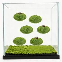 Jumping Spider Lawn Play Platform, Jumping Spider Green Artificial Moss Rock, Climbing Feeding Platform, Small Spider Habitat Accessory, Jumping Spider Fence, Perfect Habitat For Climbing Pets And Insects. Can Be Used As A Spider Climbing Feeding And Platform Decoration Accessory, For Climbing, Resting And Exploring - View 8