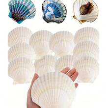 5/10 Large Natural Fan-Shaped Shells, Suitable For DIY Painting In Handicrafts, Jewelry Making, Home Decoration, Photography Props, And Wedding Decoration Gifts. Dimensions: 7-8 Cm / 2.75-3.15 Inches - A - View 1