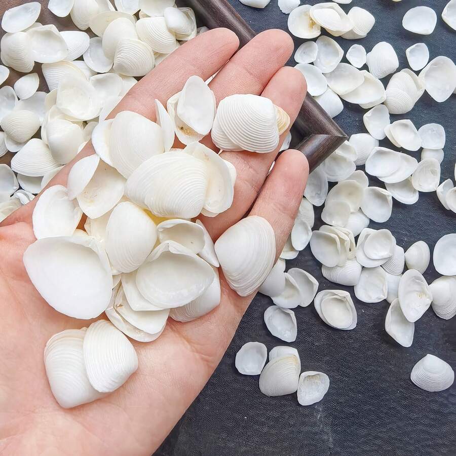 50g/100g/150g Cangkang Kerang Almond Putih Susu Gaya Laut (Cangkang Kerang Segitiga) Bahan DIY Cangkang Kerang Segitiga Alami, Cocok Untuk Dekorasi Akuarium Lanskap Mikro, Lonceng Angin Gaya Mediterania, Pembuatan Bingkai Foto, Aksesoris Dekorasi, Suvenir Buatan Tangan, Bahan DIY Seri Gaya Laut Buatan Sendiri yang Indah, Dekorasi Dinding Cangkang yang Berwarna-warni dan Menawan. - Mengatur - View 1