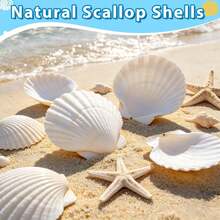 5/10 Large Natural Fan-Shaped Shells, Suitable For DIY Painting In Handicrafts, Jewelry Making, Home Decoration, Photography Props, And Wedding Decoration Gifts. Dimensions: 7-8 Cm / 2.75-3.15 Inches - A - View 2