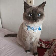 Double Set Removable Cat Collars With Bells - Adjustable Safety Collar For Cats And Small Dogs, Soft Quick-Release Anti-Loss System, Doorbell Alert For Entry Safety, Suitable For Various Breeds, Comes With Color Coding (Blue And Green) - Multicolor - View 5