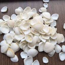50g/100g/150g Cangkang Kerang Almond Putih Susu Gaya Laut (Cangkang Kerang Segitiga) Bahan DIY Cangkang Kerang Segitiga Alami, Cocok Untuk Dekorasi Akuarium Lanskap Mikro, Lonceng Angin Gaya Mediterania, Pembuatan Bingkai Foto, Aksesoris Dekorasi, Suvenir Buatan Tangan, Bahan DIY Seri Gaya Laut Buatan Sendiri yang Indah, Dekorasi Dinding Cangkang yang Berwarna-warni dan Menawan. - Mengatur - View 6