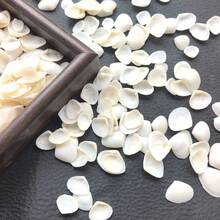 50g/100g/150g Cangkang Kerang Almond Putih Susu Gaya Laut (Cangkang Kerang Segitiga) Bahan DIY Cangkang Kerang Segitiga Alami, Cocok Untuk Dekorasi Akuarium Lanskap Mikro, Lonceng Angin Gaya Mediterania, Pembuatan Bingkai Foto, Aksesoris Dekorasi, Suvenir Buatan Tangan, Bahan DIY Seri Gaya Laut Buatan Sendiri yang Indah, Dekorasi Dinding Cangkang yang Berwarna-warni dan Menawan. - Mengatur - View 4