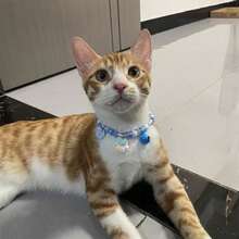 Double Set Removable Cat Collars With Bells - Adjustable Safety Collar For Cats And Small Dogs, Soft Quick-Release Anti-Loss System, Doorbell Alert For Entry Safety, Suitable For Various Breeds, Comes With Color Coding (Blue And Green) - Multicolor - View 4