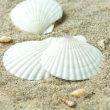 5/10 Large Natural Fan-Shaped Shells, Suitable For DIY Painting In Handicrafts, Jewelry Making, Home Decoration, Photography Props, And Wedding Decoration Gifts. Dimensions: 7-8 Cm / 2.75-3.15 Inches - A - View 6