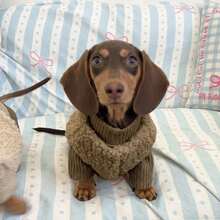 2pcs/Set Pet Lamb Fleece Vest Set, Warm Clothing For Cats, Home & Outdoor Wear, Suitable For Devon Rex, Sphynx Hairless Cats, High Collar Knitted Patchwork Thickened Skin-Friendly Button Vest - Coffee Brown - View 2