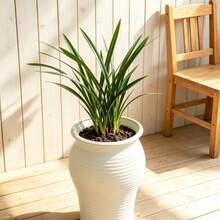 Plastic Vases Are Suitable For Home Decor, Living Room, And Tabletop Display. - A - View 7
