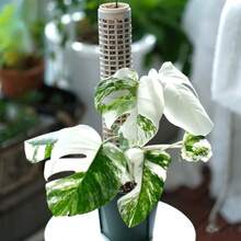 White Modular Moss Pole, Plastic Climbing Plant Support, Easy Assembly, Monstera Deliciosa & Pothos Climbing Moss Pole - A - View 2