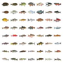 55pcs Funny Fish Stickers Pack | Beautiful Pattern Stickers, Vintage Decorative Decals Bottles, Decorative Paper, Journaling, Laptop, Bumper, Skateboard, Scrapbook, Suitcase, Refrigerator, Plan Book, Keyboard, Car Sticker - Fun Fish Stickers - View 3