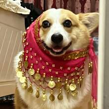 1PC Corgi Dog Party Costume Set, Sequin Waist Chain Hip Skirt, Suitable For Small Dog Birthday Halloween Dress Up - Multicolor - View 6