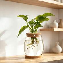 1pc Round/Oval Acrylic Flat Hydroponic Plant Propagation Cup, Artificial Plant, Christmas Gift, Mother's Day, Office Decor, Home Dining Table Ornament - Transparent - View 4