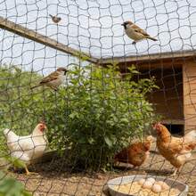 Nylon Bird Netting, Black 1*1‑Inch Mesh Protective Net For Gardens Orchards Chicken Coops Fruit Plant Guard - C - View 3