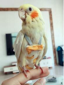 2 buah Popok Burung Beo yang Dapat Dicuci dan Digunakan Kembali, Lapisan Dalam yang Lembut, Pakaian Terbang Burung Peliharaan Kecil, Macan, Peony, Beo Pasifik, Sun Conure, Parkit Monk Biru/Hijau, Caique, Pipit, Ringneck, Parkit Rose-Ringed, Finch Kuning, Jay Abu-abu - 2pcs - View 6