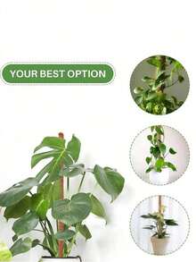 Moss Support Pole Monstera Plant Support - Stackable Up To 48 Inches | Indoor Climbing Potted Plant Support Pole - Tall Coconut Fiber Support Pole And Accessories, Suitable For Monstera, Pothos And Philodendron - Multicolor - View 4
