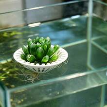 Aquarium Hydroponic Floating Colonization Basket, Soilless Cultivation Pothos And Succulent Holder, Aquascaping Plant Floating Rack, 3D Printed PLA Material, White Stand, Universal Model For Water Purification And Root Rot Prevention - A - View 5