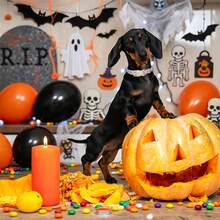 Cute Duck Pumpkin Print Dog Collar, Adjustable Festival Pet Collar With Quick Release Buckle And Zinc Alloy D Ring, Holiday Collar For Small, Medium, Large Dogs & Cats, Gift For Boy And Girl Pets - White - View 8