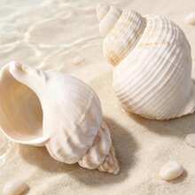 Natural White Sea Shell, Clear Texture, Pure White Clean Hermit Crab Replacement Shell, Fish Tank Decor, Home Decoration, Natural White Sea Shell, Aquarium Landscape, Hermit Crab Shell, Ocean Style Photography Decoration Ornament - 4-6 cm - View 7