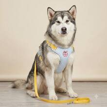 1set-Cherry Stripe Reflective Dog Harness & Leash Set, No-Pull No-Tangle Design For Stress-Free Walks, Breathable Escape-Proof Vest, Ideal For Jogging Hiking & Daily Outdoor Adventures. - Multicolor - View 10