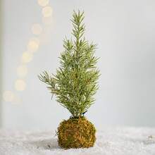 Desktop Christmas Tree, Artificial Pine Tree With Natural Moss Ball Base, Rustic Style Small Christmas Tree Decoration, Suitable For Home, Office Desk, Mantel, Fireplace, Holiday Centerpiece - Multicolor - View 10