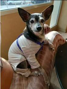 1 pieza Camiseta de base para mascotas con rayas albaricoque y cuatro patas, adecuada para gatos y perros, se puede usar para atuendos de otoño/invierno - Albaricoque - Ver 5