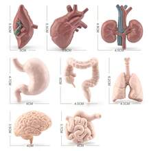 Children's Science Toy Human Organ Model Learn Human Organs And Their Shapes Handheld Toy Learn Human Organs - Multicolor - View 6
