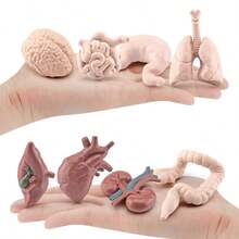 Children's Science Toy Human Organ Model Learn Human Organs And Their Shapes Handheld Toy Learn Human Organs - Multicolor - View 1