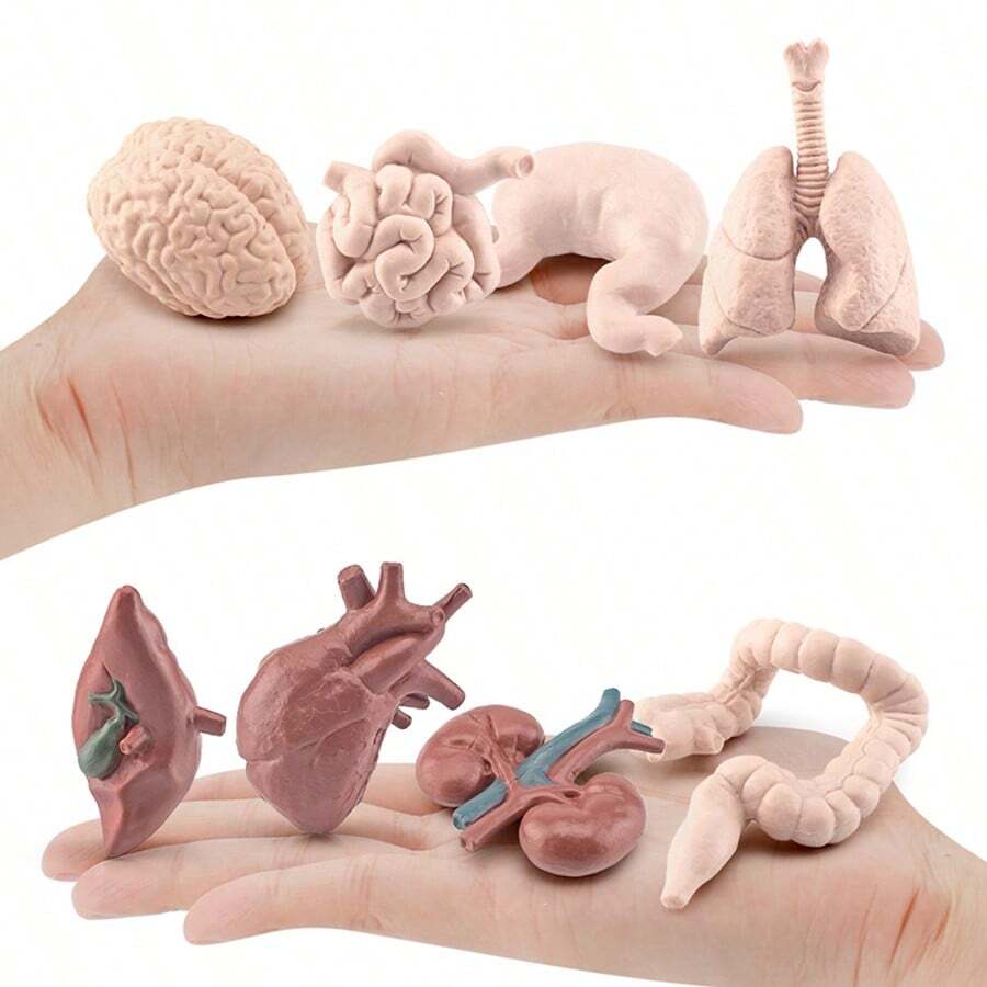 Children's Science Toy Human Organ Model Learn Human Organs And Their Shapes Handheld Toy Learn Human Organs - Multicolor - View 1