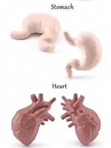 Children's Science Toy Human Organ Model Learn Human Organs And Their Shapes Handheld Toy Learn Human Organs - Multicolor - View 10