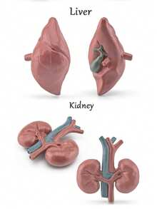 Children's Science Toy Human Organ Model Learn Human Organs And Their Shapes Handheld Toy Learn Human Organs - Multicolor - View 11