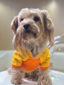 Pet Halloween Funny T-Shirt Orange & Yellow Color Block Dog Raglan Tee Dog Mesh T-Shirt Skull Print Small Dog Pomeranian Teddy Spring Summer Top Bichon Teddy Pomeranian Teddy Spring Summer Skull Print Top - Coral Orange - View 3