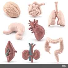 Children's Science Toy Human Organ Model Learn Human Organs And Their Shapes Handheld Toy Learn Human Organs - Multicolor - View 12