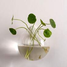 1/2/4/6/8/10 Semi-Circular Acrylic Hook Vase Wall Mounted Hydroponic Plant Office Wall Decoration Ins Style - Clear - View 11