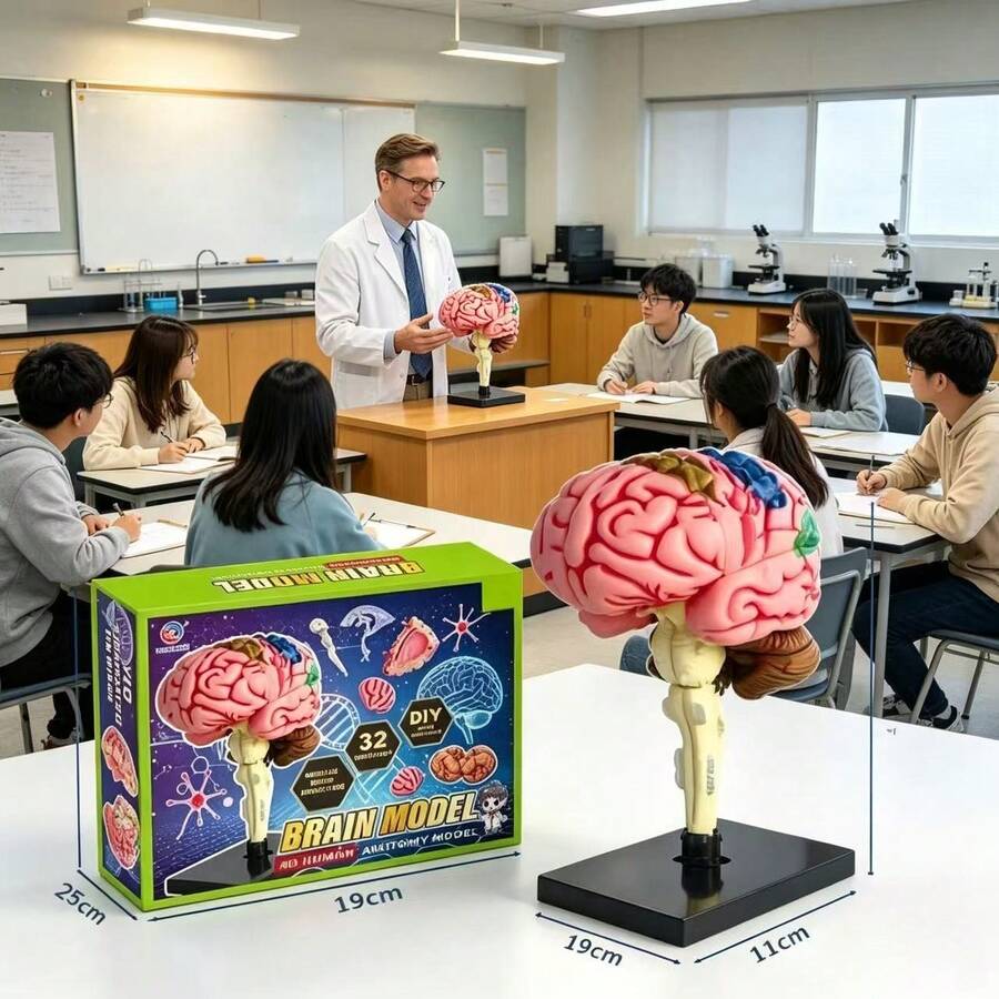 32-Piece Human Brain Anatomy Model, Detachable Assembled Structure Organ Model, Home Decor, School Teaching Material, Holiday Gift, Back To School