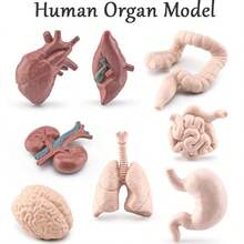 Children's Science Toy Human Organ Model Learn Human Organs And Their Shapes Handheld Toy Learn Human Organs - Multicolor - View 7