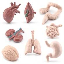 Children's Science Toy Human Organ Model Learn Human Organs And Their Shapes Handheld Toy Learn Human Organs - Multicolor - View 5