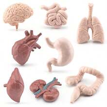 Children's Science Toy Human Organ Model Learn Human Organs And Their Shapes Handheld Toy Learn Human Organs - Multicolor - View 4