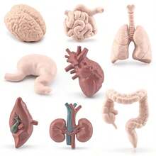 Children's Science Toy Human Organ Model Learn Human Organs And Their Shapes Handheld Toy Learn Human Organs - Multicolor - View 3