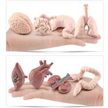Children's Science Toy Human Organ Model Learn Human Organs And Their Shapes Handheld Toy Learn Human Organs - Multicolor - View 2