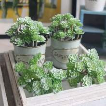 Miniature Artificial Succulent Plant Realistic Small Potted Succulent Decoration Artificial Green Plant For Home Office Indoor Outdoor Decor - Multicolor - View 1