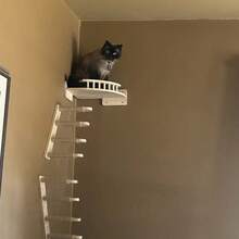 1 buah Rak Dinding dan Tempat Bertengger Kucing untuk Tidur, Bermain, Memanjat, dan Beristirahat, Tangga Kucing, Ayunan dan Perabot Kucing Modern yang Cocok untuk Kucing Besar atau Anak Kucing - Aprikot - View 7