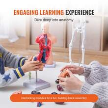 Human Anatomy Models Bundle Set, Brain, Human Torso Body, Heart, Skeleton Model Set Of 4, Hands-On 3D Model Study Tools Teaching Models For Physiology Students Or As Educational Kit For Kids - Human Anatomy Models Bundle Set - View 3