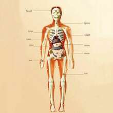 Kerangka dan Organ Dalam yang Dapat Dilepas - Cocok untuk Model Pengajaran Anatomi, Sempurna untuk Penggunaan di Kelas Sains, Alat Pendidikan Praktis; Model ini Dapat Menampilkan Struktur Organ Kompleks dengan Detail. - MultiWarna - View 6