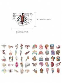 50pcs Anatomy Stickers For Decorating Planner, Journal, Scrapbook, Notebook, Luggage, Guitar, Skateboard, Manual, Tablet, Water Bottle, Phone - Anatomy - View 7