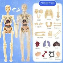 Kerangka dan Organ Dalam yang Dapat Dilepas - Cocok untuk Model Pengajaran Anatomi, Sempurna untuk Penggunaan di Kelas Sains, Alat Pendidikan Praktis; Model ini Dapat Menampilkan Struktur Organ Kompleks dengan Detail. - MultiWarna - View 5