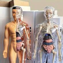 Esqueleto y órganos internos desmontables - Adecuado para modelo de enseñanza de anatomía, perfecto para uso en el aula de ciencias, herramienta educativa práctica; este modelo puede presentar finamente la estructura de órganos complejos. - Multicolor - Ver 1