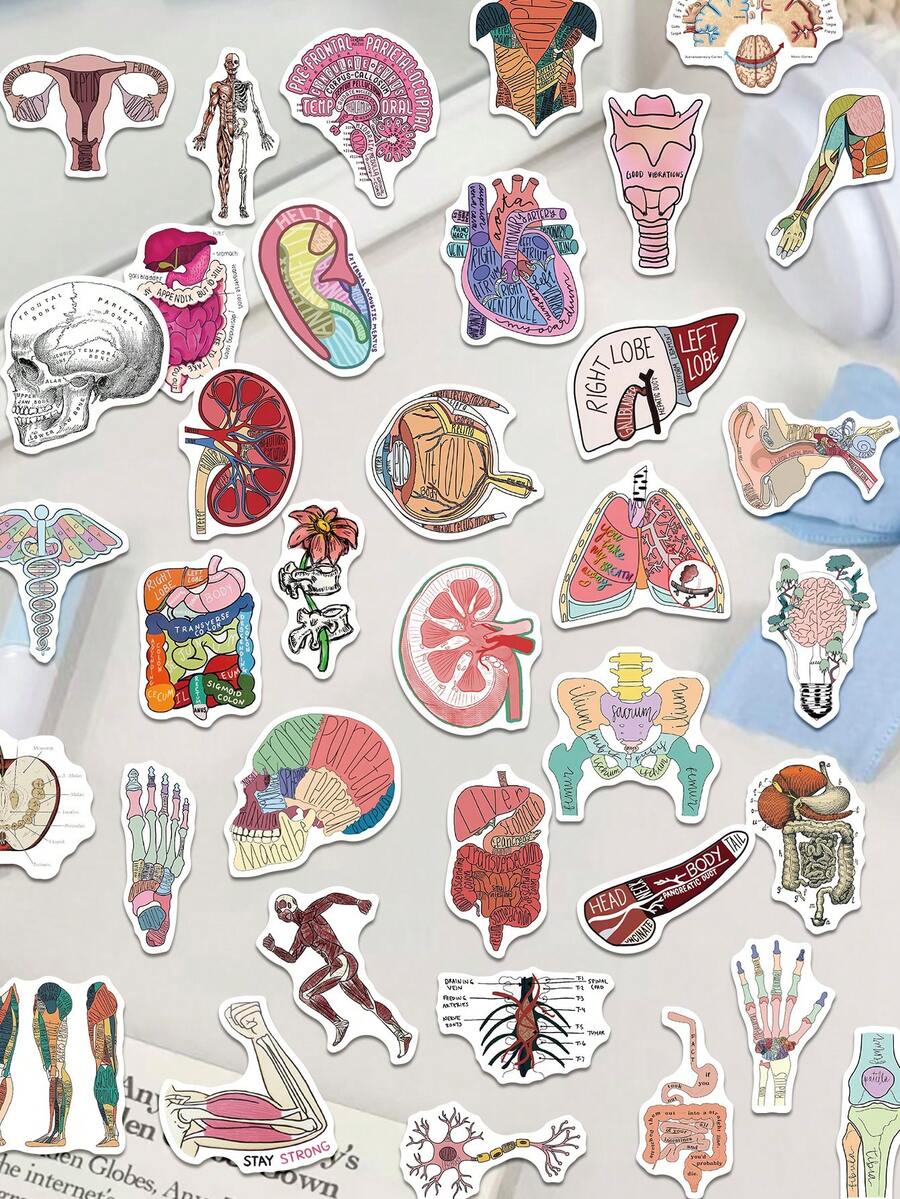 50pcs Anatomy Stickers For Decorating Planner, Journal, Scrapbook, Notebook, Luggage, Guitar, Skateboard, Manual, Tablet, Water Bottle, Phone - Anatomy - View 1