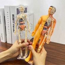 1 buah Model Kerangka dan Organ Dalam yang Dapat Dilepas - Cocok untuk Pengajaran Anatomi, Sempurna untuk Penggunaan di Kelas Sains, Alat Pembelajaran Praktis; Model ini dapat secara detail menampilkan struktur organ yang kompleks. - MultiWarna - View 2