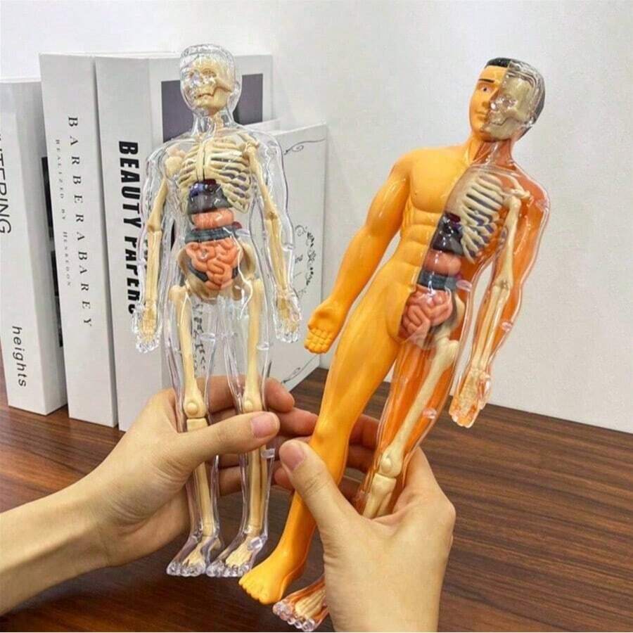 1 buah Model Kerangka dan Organ Dalam yang Dapat Dilepas - Cocok untuk Pengajaran Anatomi, Sempurna untuk Penggunaan di Kelas Sains, Alat Pembelajaran Praktis; Model ini dapat secara detail menampilkan struktur organ yang kompleks.