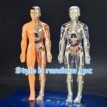 Kerangka dan Organ Dalam yang Dapat Dilepas - Cocok untuk Model Pengajaran Anatomi, Sempurna untuk Penggunaan di Kelas Sains, Alat Pendidikan Praktis; Model ini Dapat Menampilkan Struktur Organ Kompleks dengan Detail. - MultiWarna - View 8